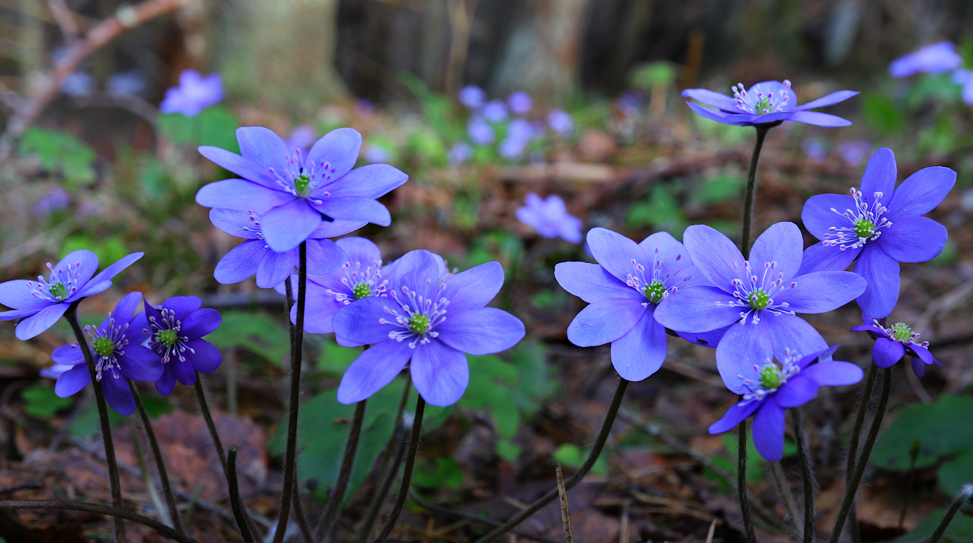 Изображение особи Hepatica nobilis.