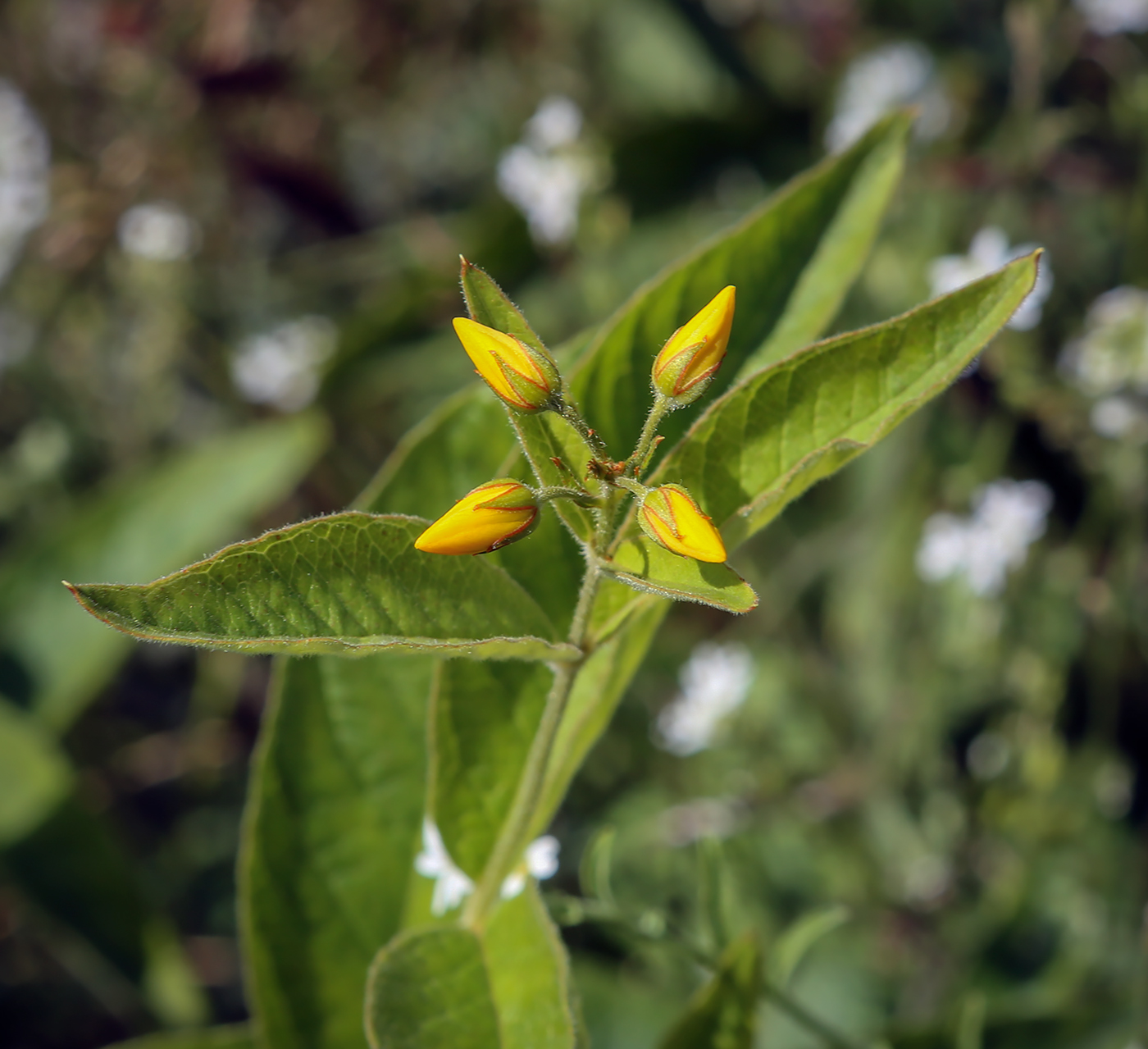 Изображение особи Lysimachia vulgaris.