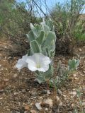 Convolvulus persicus. Цветущее растение. Дагестан, Дербентский р-н, побережье Каспийского моря в 4 км к северо-востоку от пгт Мамедкала, приморские пески. 5 июня 2019 г.