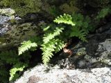 Woodsia asiatica