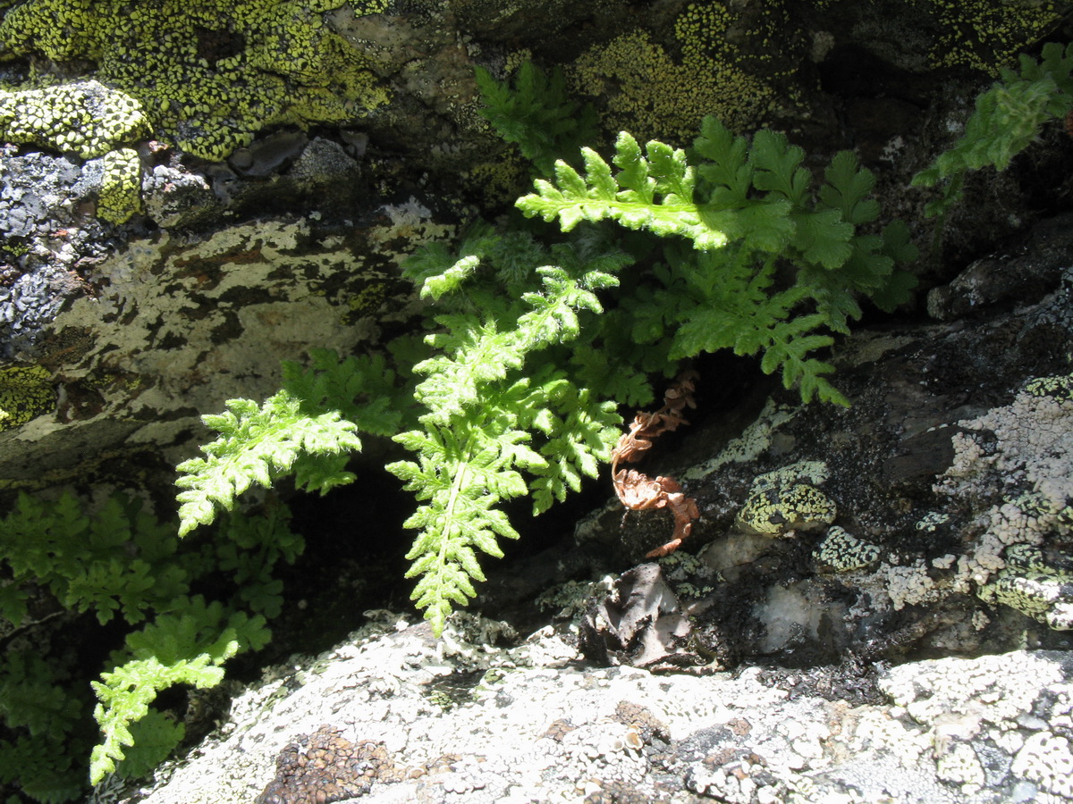 Image of Woodsia asiatica specimen.