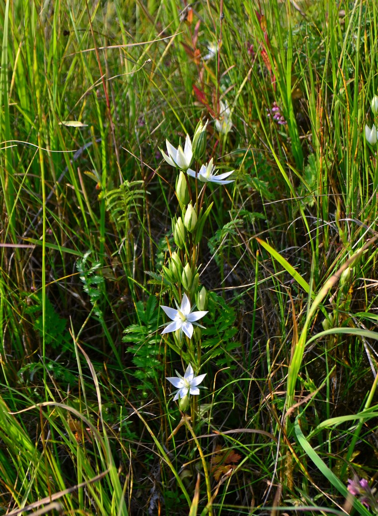 Изображение особи Lomatogonium rotatum.