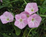 Convolvulus arvensis. Цветущее растение (розовоцветковая форма) на газоне. Украина, г. Киев, Южная Борщаговка, просп. Королёва. 15 июня 2010 г.