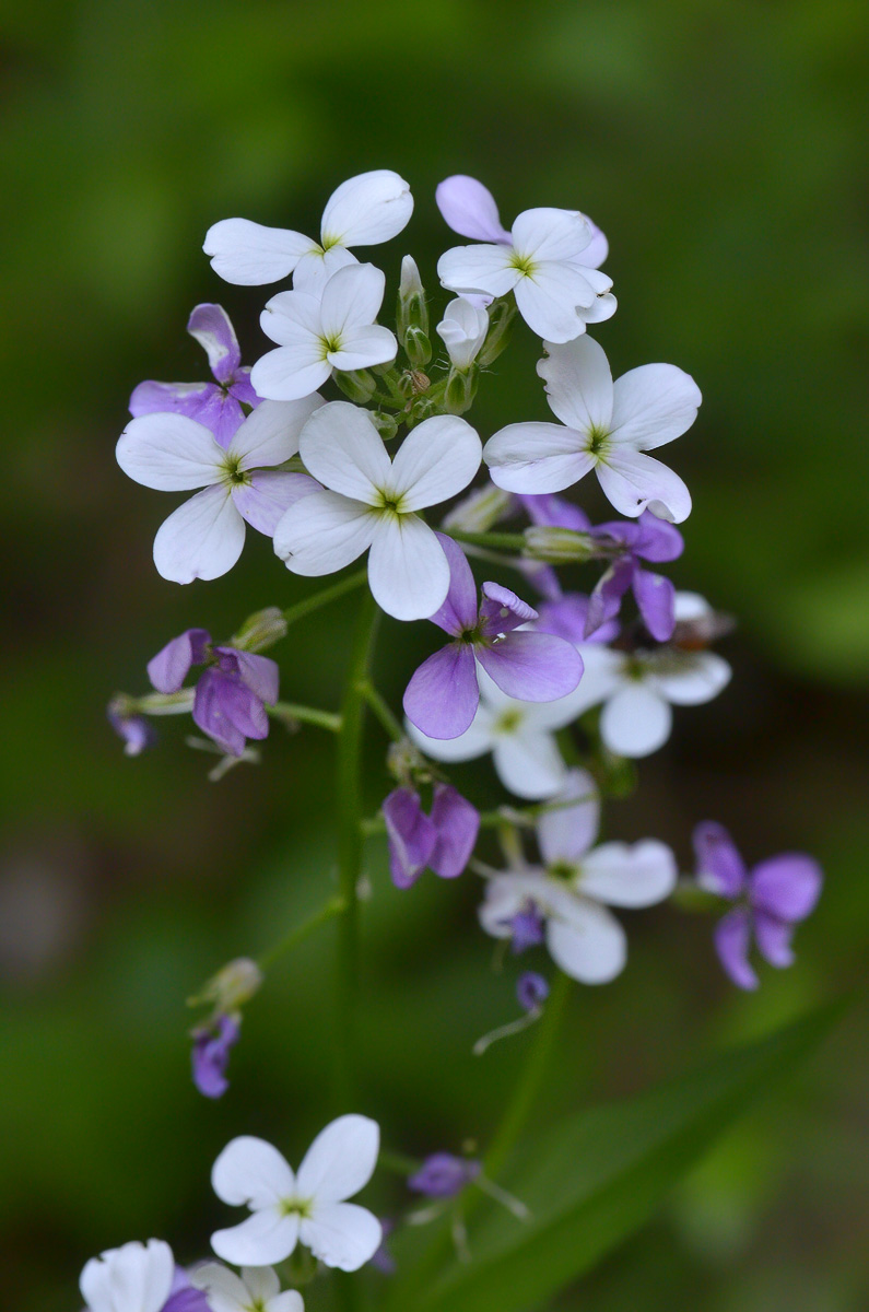 Изображение особи род Hesperis.