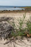 Atriplex littoralis