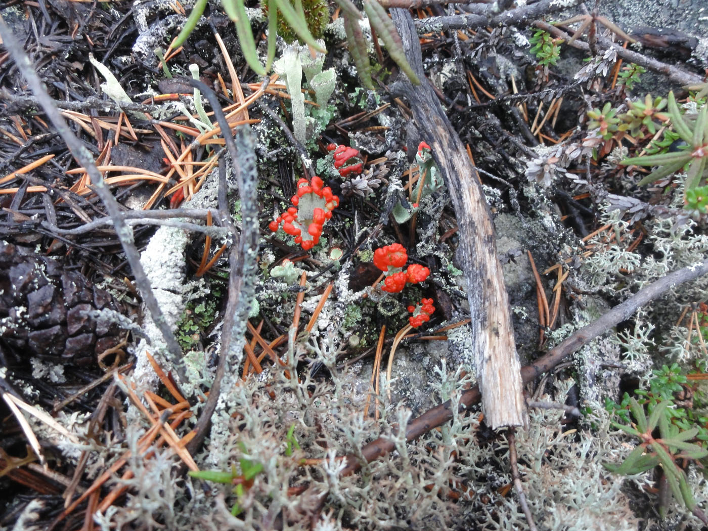 Изображение особи род Cladonia.