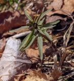 Ranunculus auricomus. Верхушка растения с бутонами. Пермский край, Лысьвинский р-н, подножие камня Ростун, берег р. Чусовая. 02.05.2019.