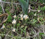 Crocus veneris