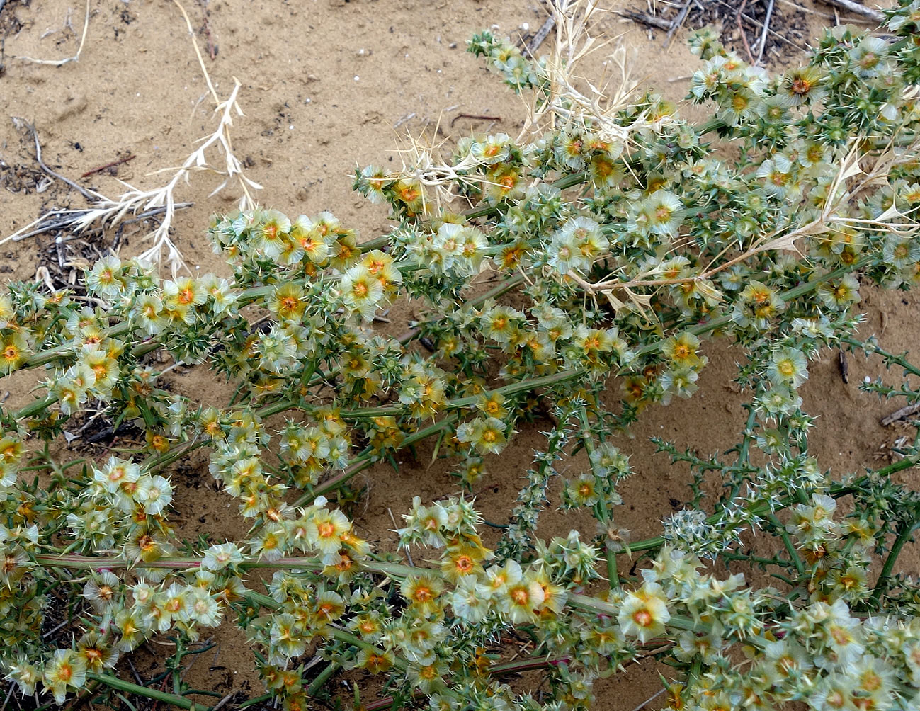 Изображение особи род Salsola.