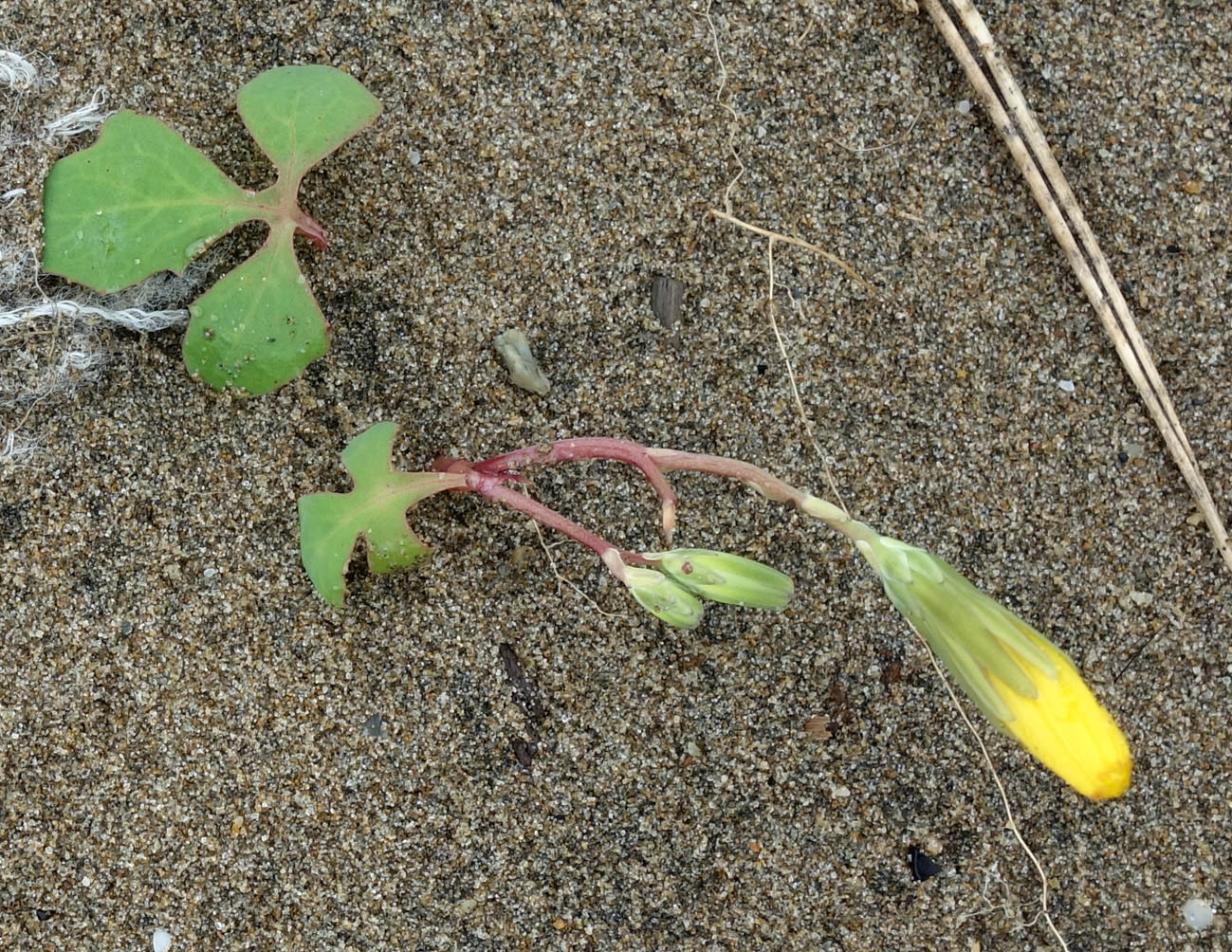 Image of Chorisis repens specimen.