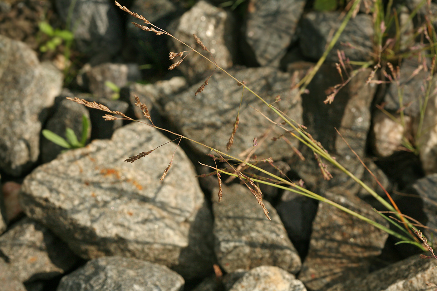 Изображение особи Puccinellia distans.