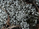 Cladonia foliacea