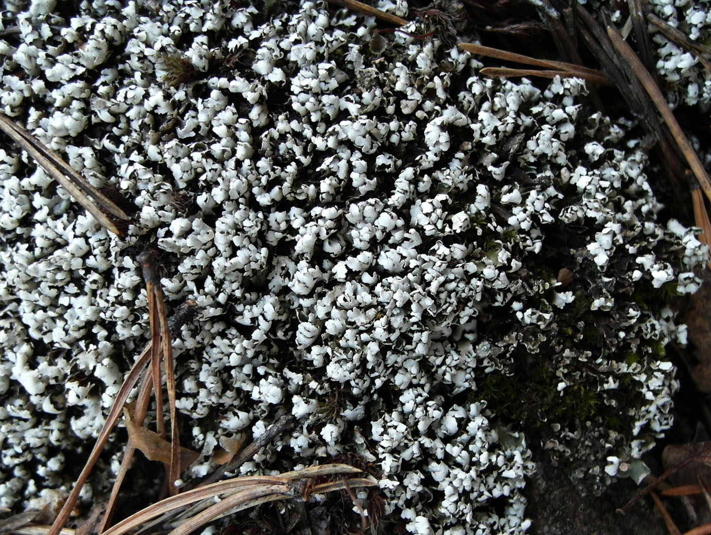 Изображение особи Cladonia foliacea.