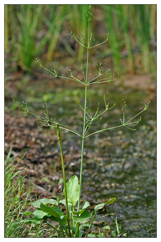 Image of Alisma plantago-aquatica specimen.