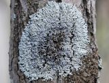 genus Physcia