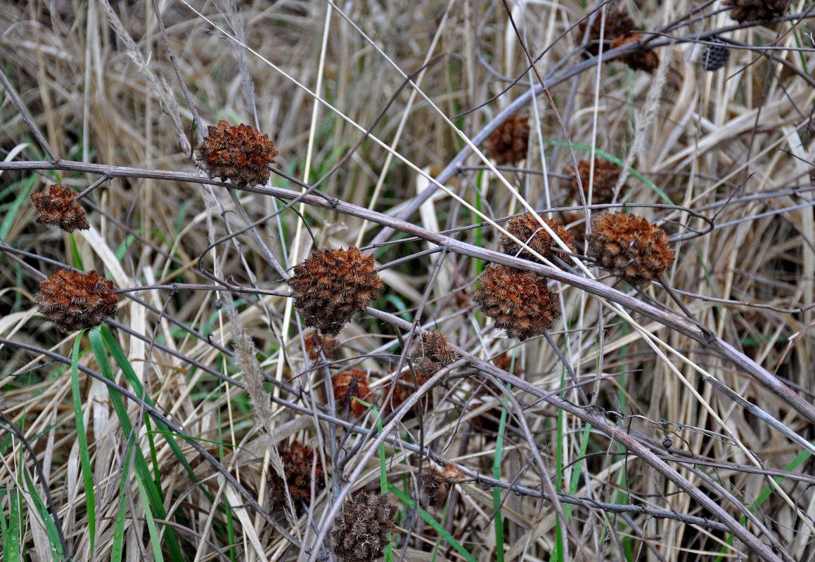 Изображение особи Glycyrrhiza echinata.