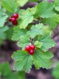 Ribes alpinum