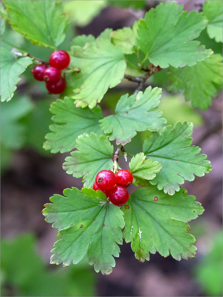 Изображение особи Ribes alpinum.