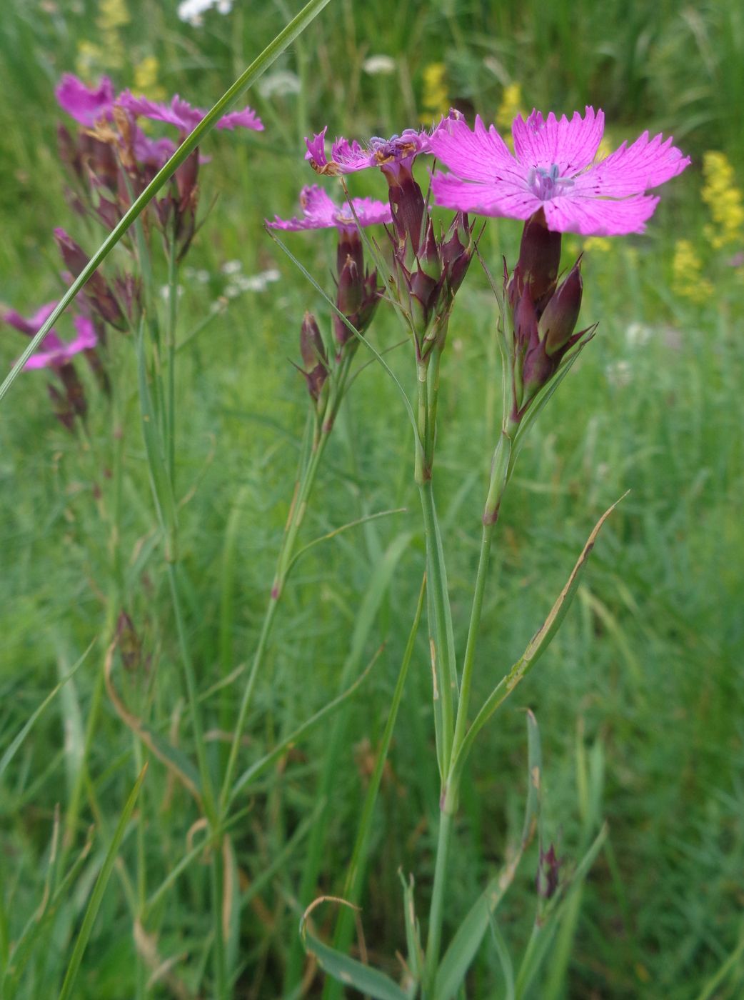 Изображение особи Dianthus fischeri.