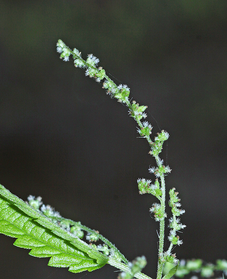 Изображение особи Urtica angustifolia.
