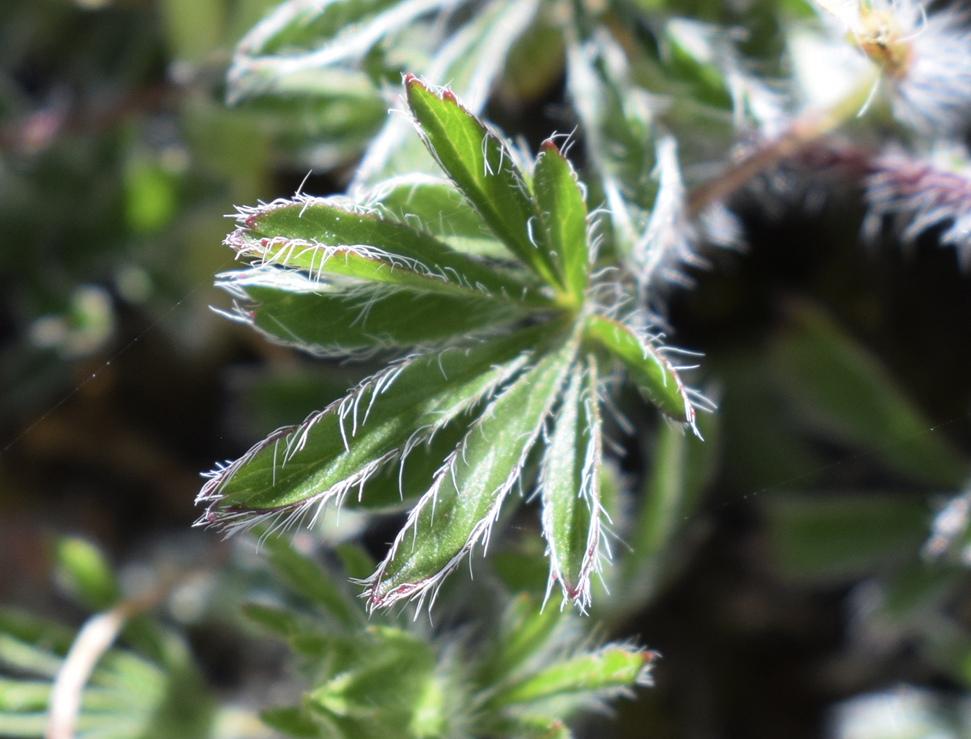 Image of Potentilla hirta specimen.