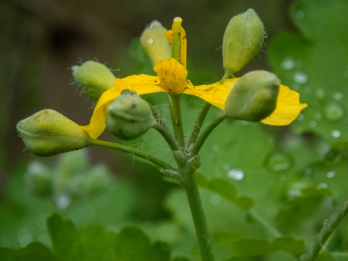 Изображение особи Chelidonium majus.