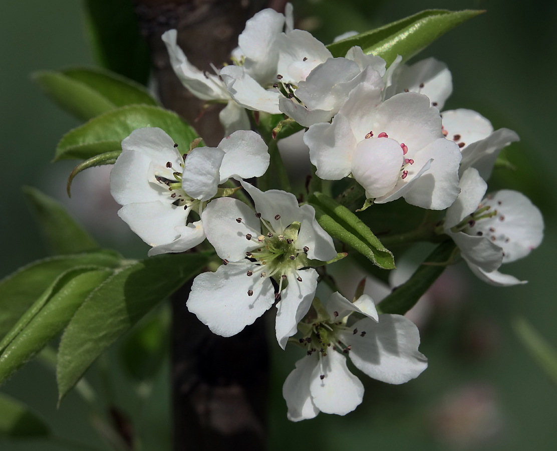 Image of Pyrus communis specimen.