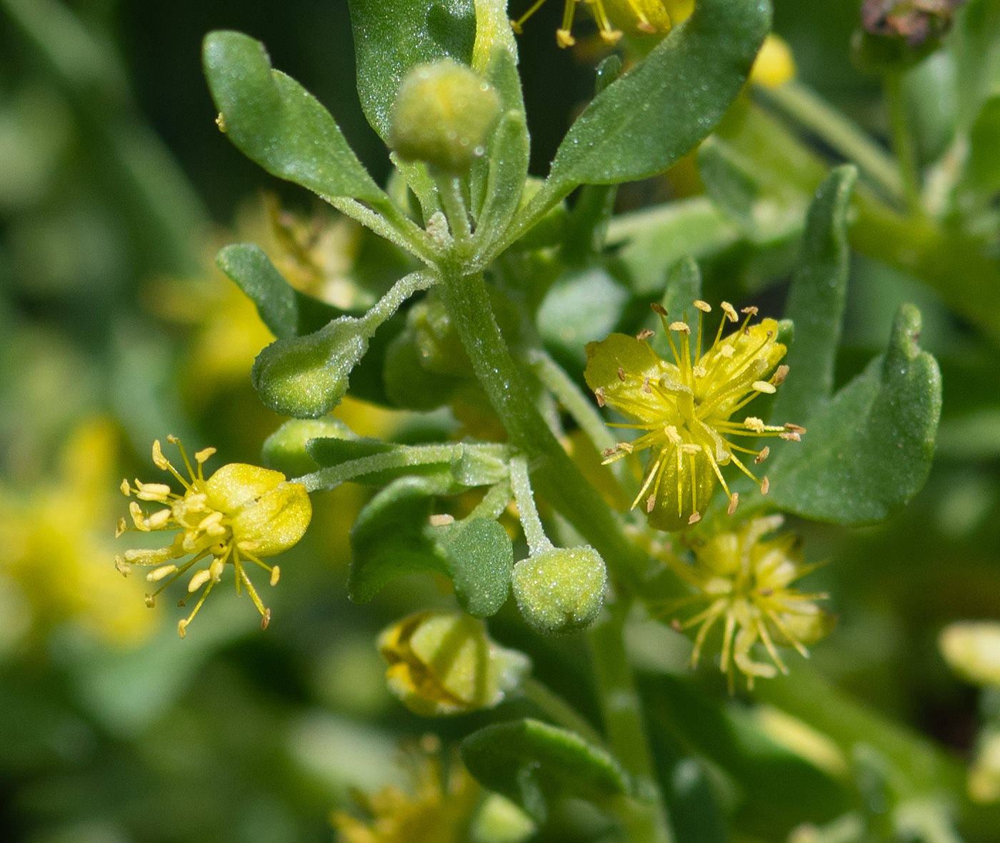 Изображение особи Tetragonia calycina.