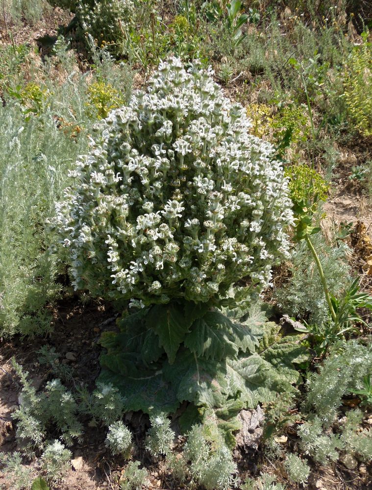 Image of Salvia aethiopis specimen.
