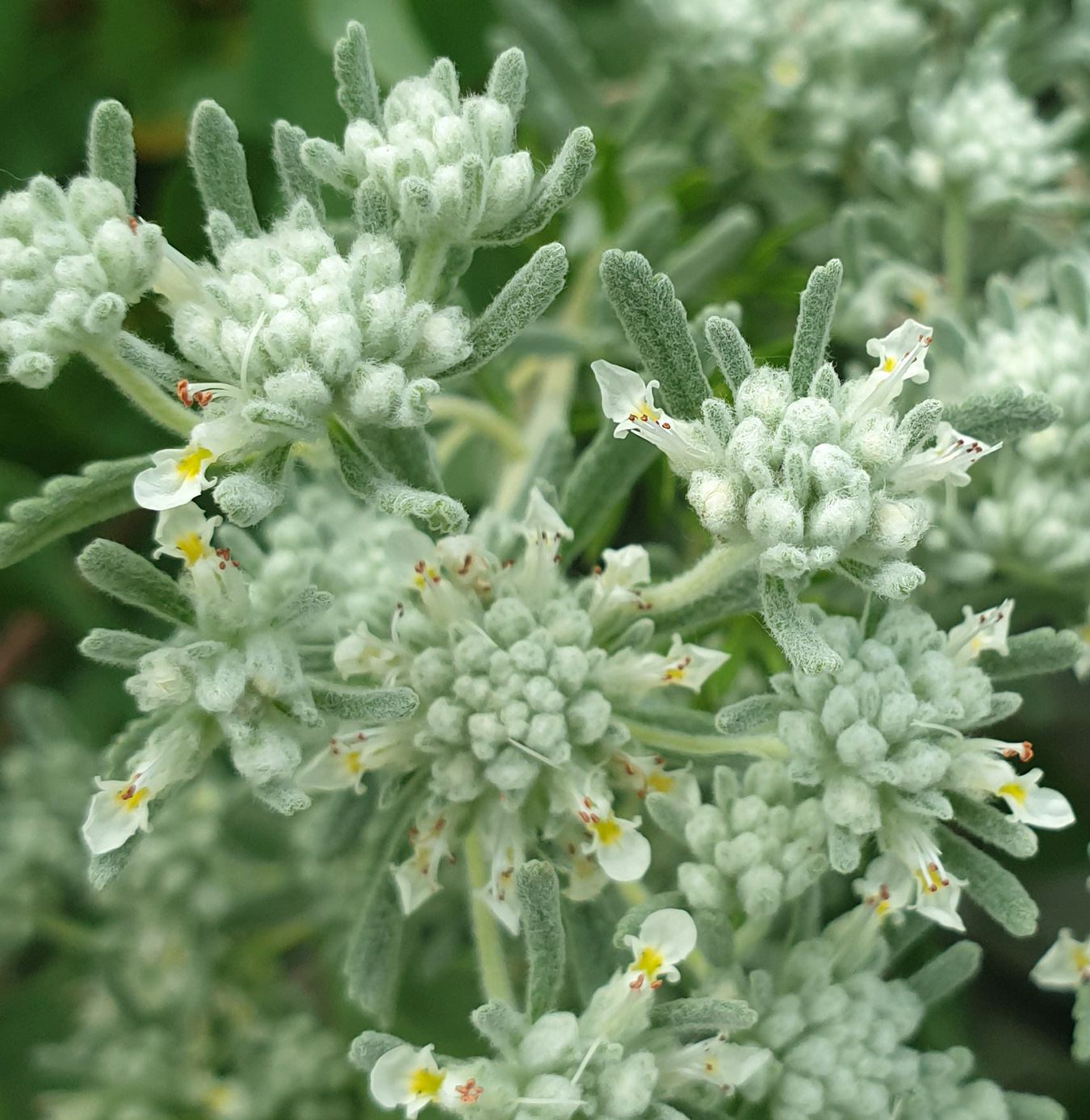 Изображение особи Teucrium capitatum.