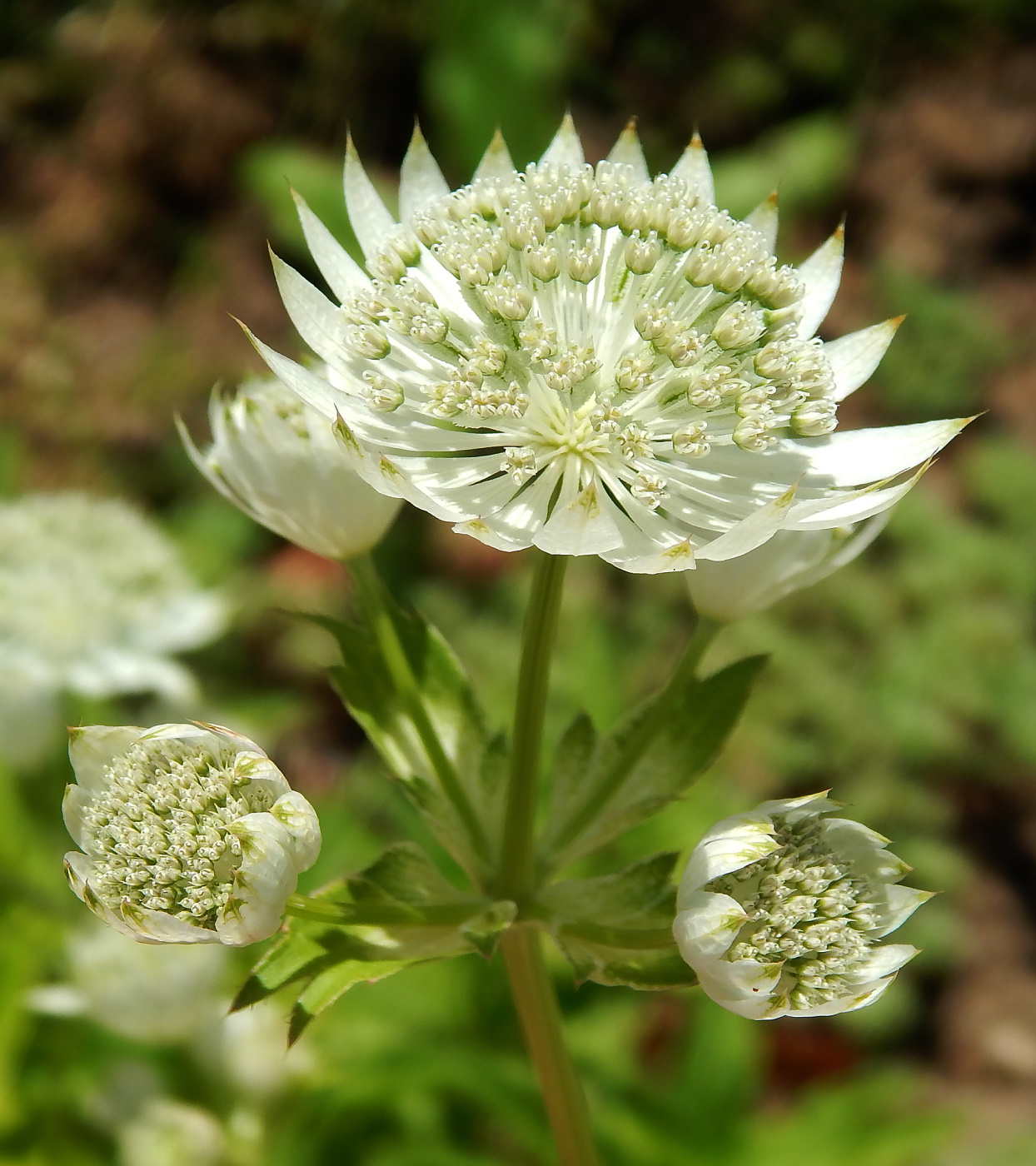 Image of Astrantia major specimen.