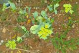 Bupleurum rotundifolium