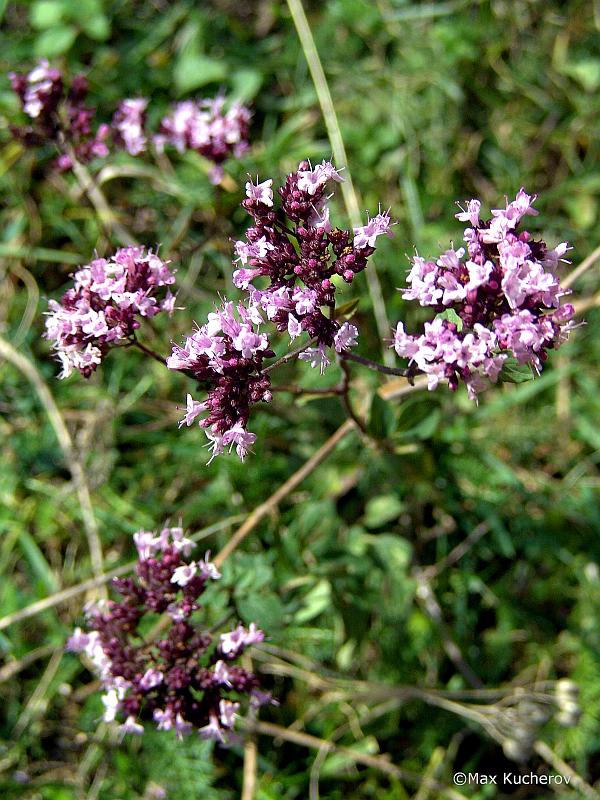 Изображение особи Origanum vulgare.