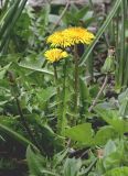 Taraxacum