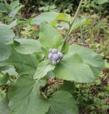 Arctium tomentosum