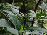 Eleutherococcus sessiliflorus. Верхушка расцветающего растения. Приморский край, Ольгинский р-н, окр. с. Милоградово. 11.08.2009.