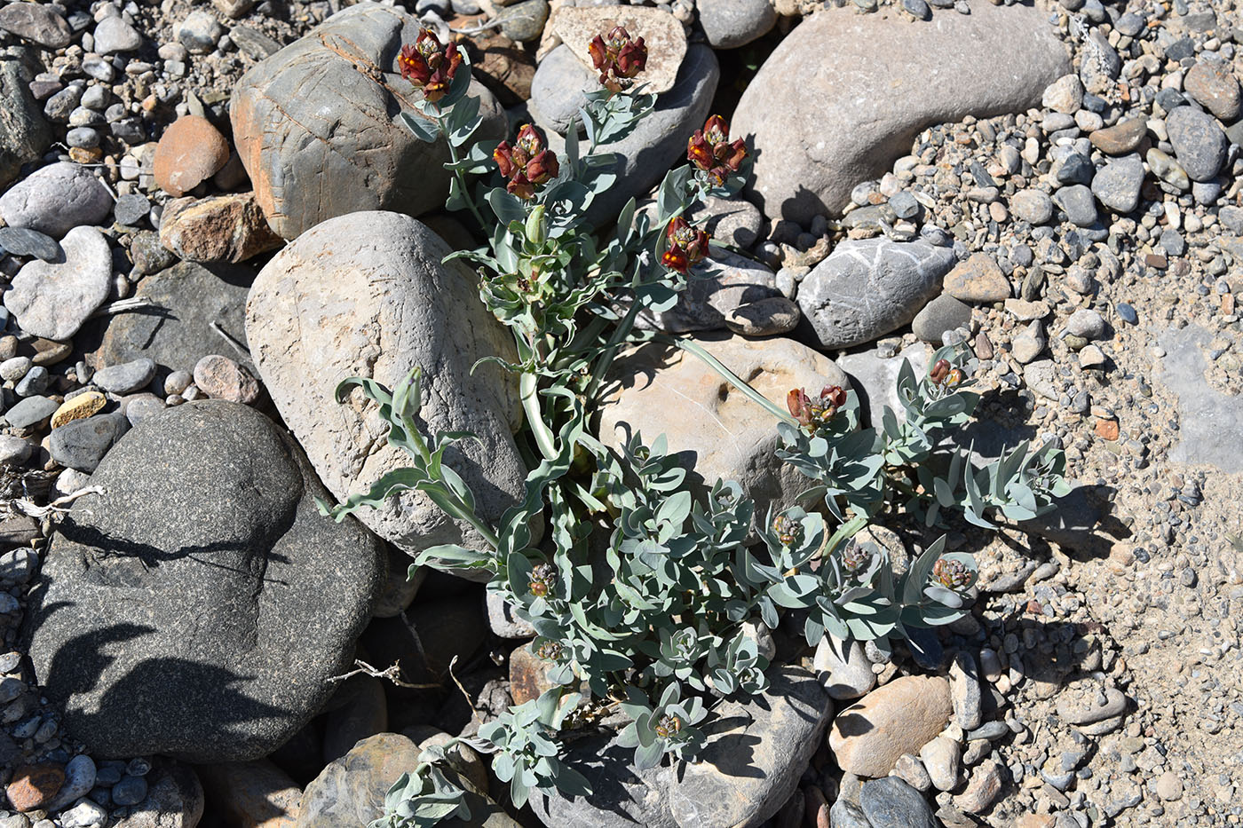 Изображение особи Linaria kokanica.