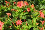 Mirabilis jalapa