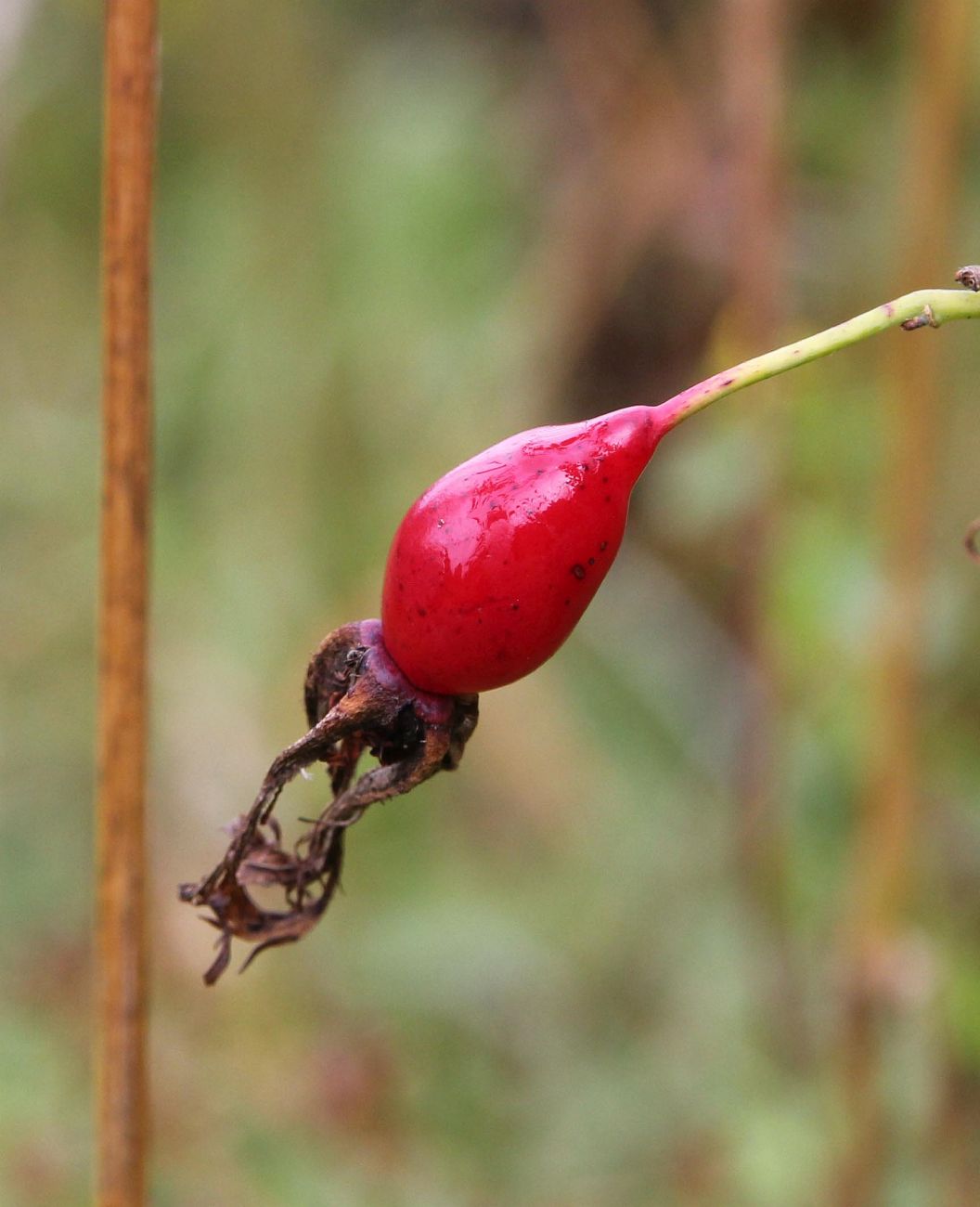 Image of genus Rosa specimen.