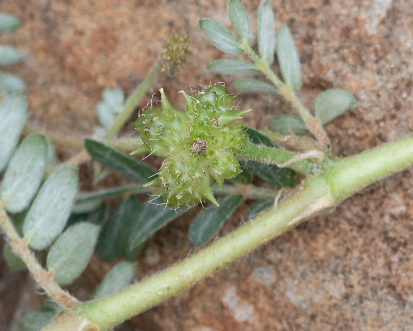 Image of Tribulus zeyheri specimen.