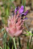 Astragalus pseudonobilis. Соцветие с завязавшимися плодами. Узбекистан, г. Ташкент, пос. Улугбек, санитарно-защитная зона. 02.05.2015.