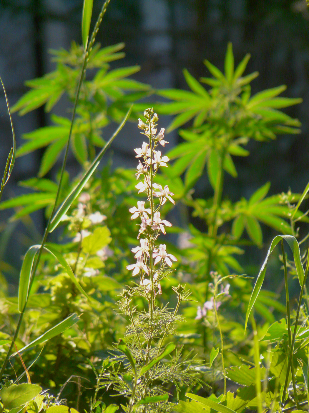 Изображение особи Delphinium ajacis.