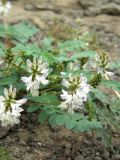 Astragalus schumilovae. Соцветия. Красноярский край, Эвенкийский р-н, государственный природный заповедник \"Тунгусский\", щебнистый берег р. Чамба. 30.06.2012.