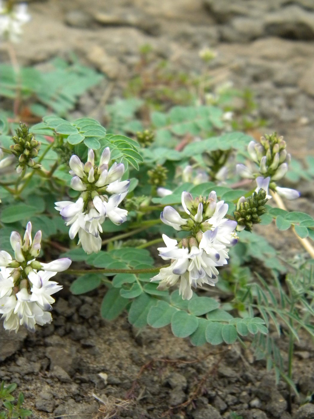 Изображение особи Astragalus schumilovae.