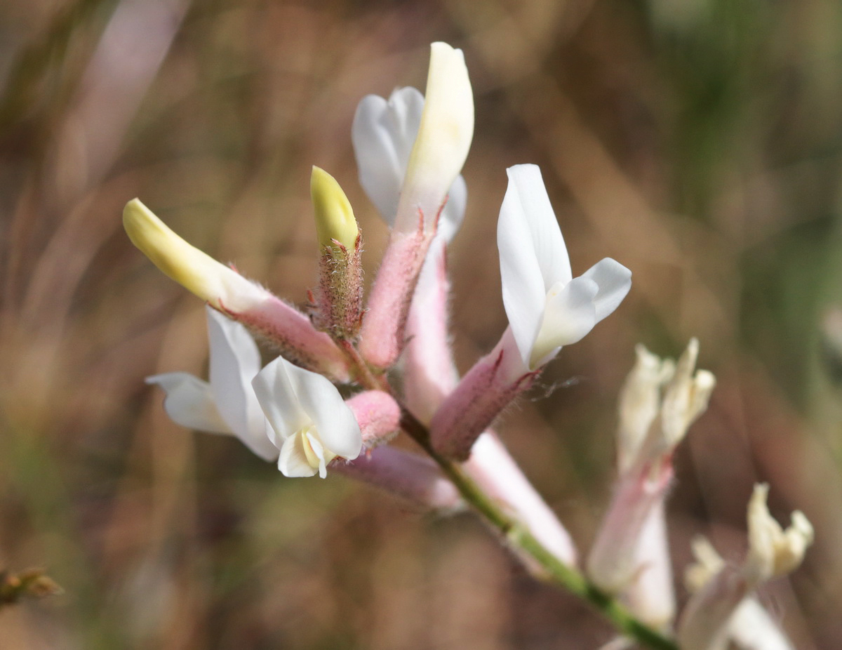 Image of Astragalus varius specimen.