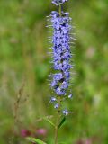 Veronica longifolia