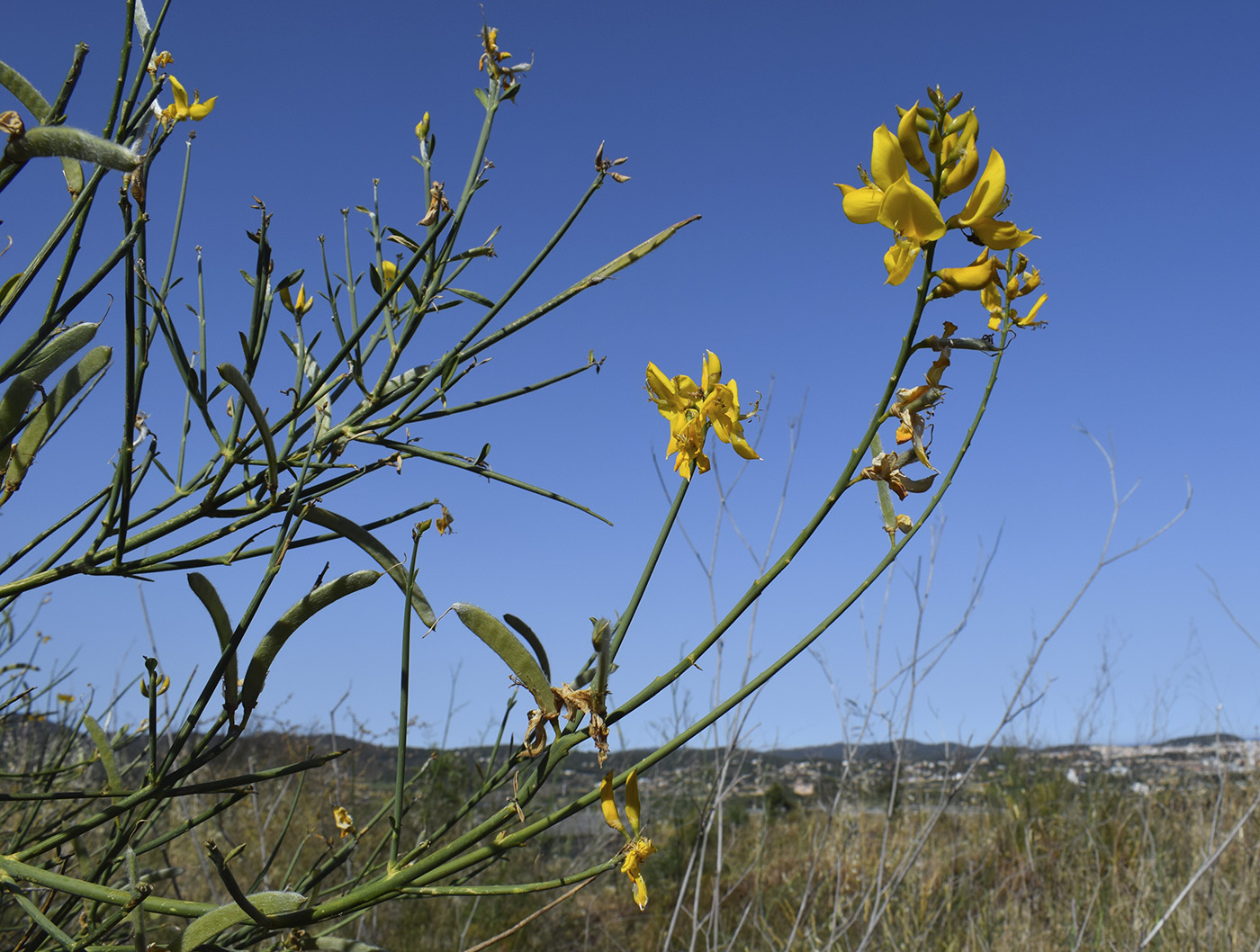 Image of Spartium junceum specimen.