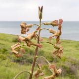 Hesperis tristis. Верхушка соцветия. Крым, Керченский п-ов, Приазовье, мыс Тархан, приморский остепнённый склон. 01.05.2019.