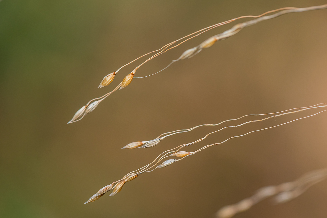 Image of Achnatherum virescens specimen.