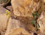Diplotaxis harra